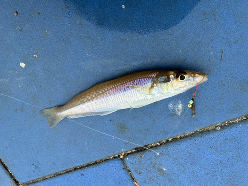 シロギスの釣果