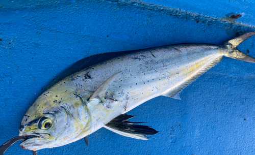 シイラの釣果