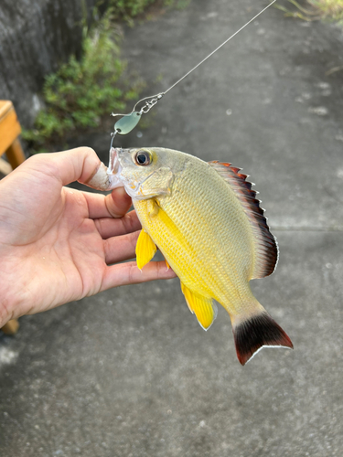 オキフエダイの釣果