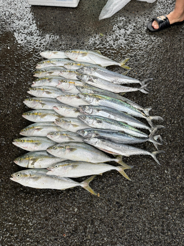 ハマチの釣果