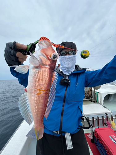 アマダイの釣果