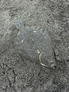 マツカワの釣果