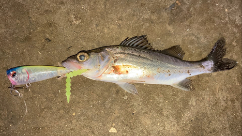 セイゴ（マルスズキ）の釣果