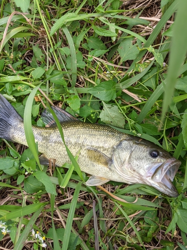 ブラックバスの釣果