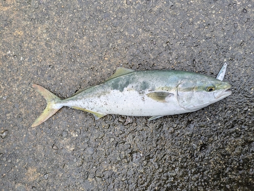 ハマチの釣果