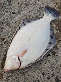 クロガシラガレイの釣果