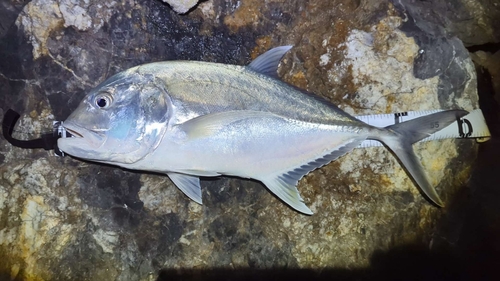 ロウニンアジの釣果