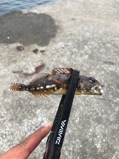 アナハゼの釣果