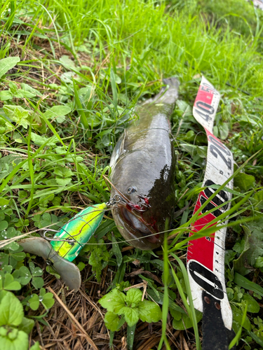 マナマズの釣果