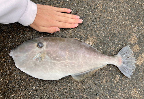 ウスバハギの釣果