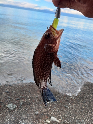 オオモンハタの釣果