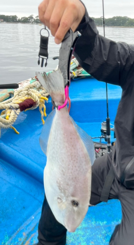 ウスバハギの釣果