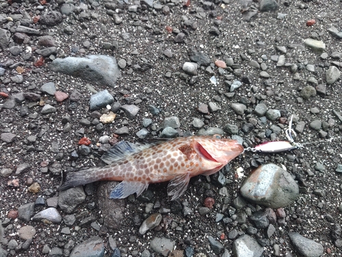 オオモンハタの釣果