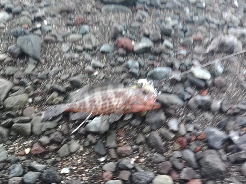 オオモンハタの釣果