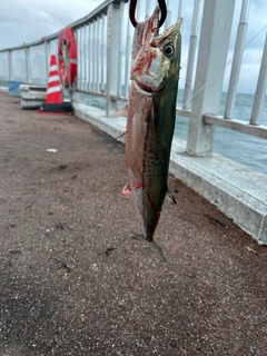 サゴシの釣果