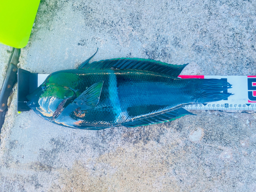 カンムリベラの釣果