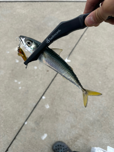 サバの釣果