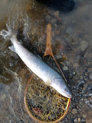 イトウの釣果