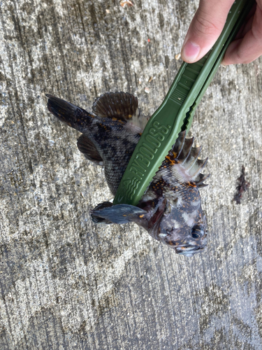 オウゴンムラソイの釣果