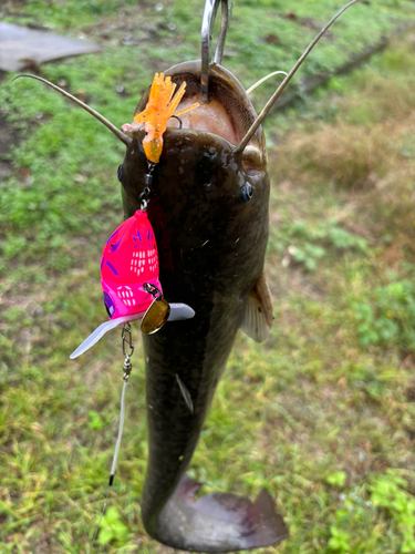 マナマズの釣果