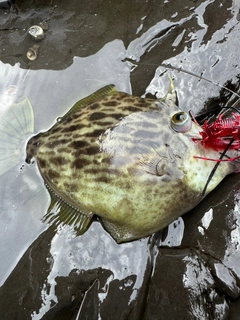 カワハギの釣果