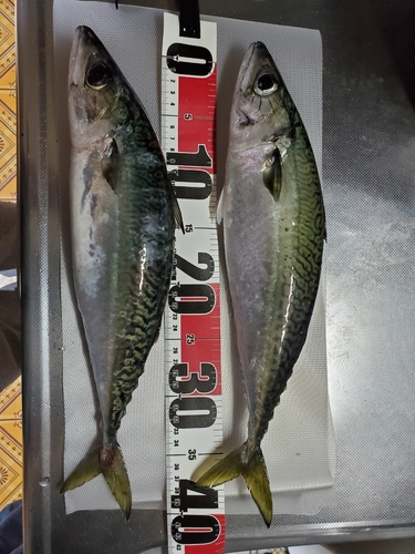 サバの釣果