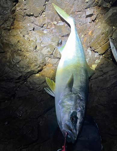 ワラサの釣果