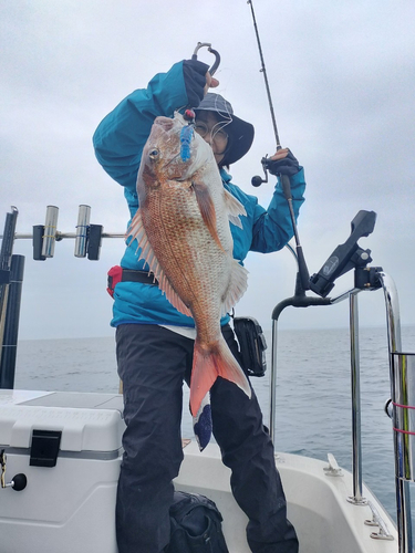 マダイの釣果