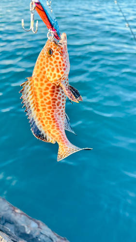 オオモンハタの釣果