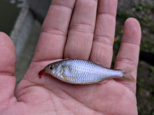 ヤリタナゴの釣果