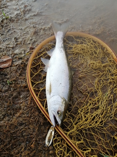 サクラマスの釣果