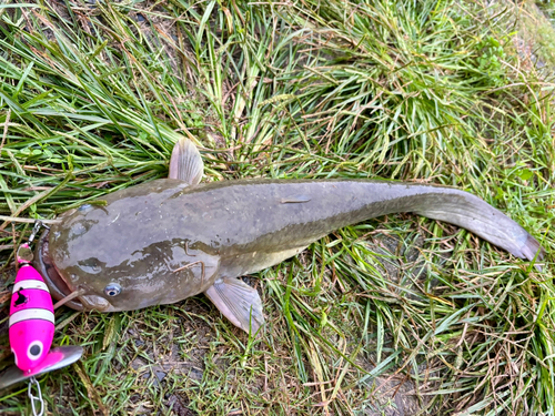 マナマズの釣果