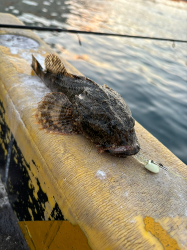 カジカの釣果