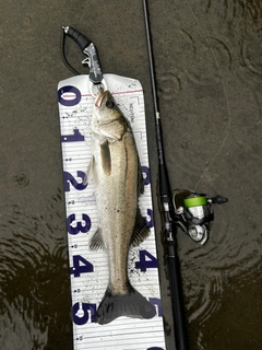 シーバスの釣果