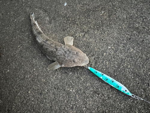 マゴチの釣果