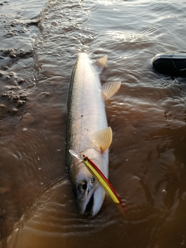 アメマスの釣果