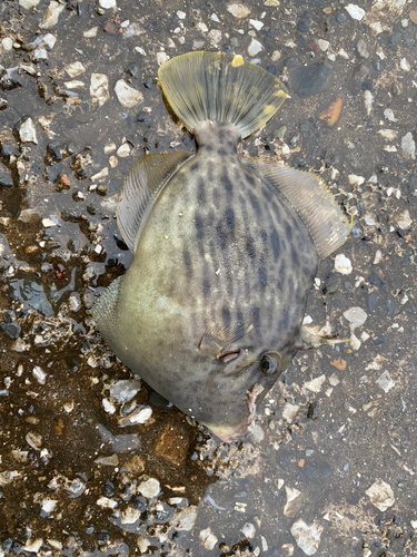 カワハギの釣果