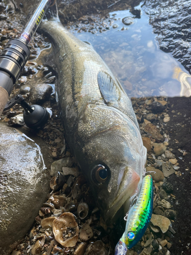 マルスズキの釣果