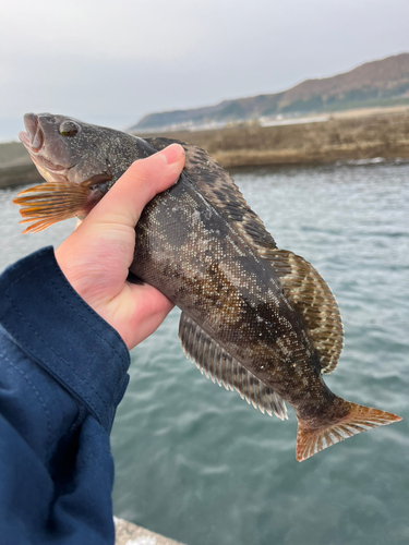 アブラコの釣果