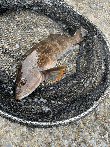 アブラコの釣果