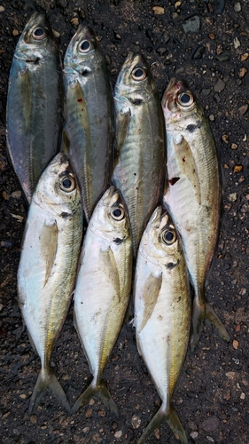 アジの釣果