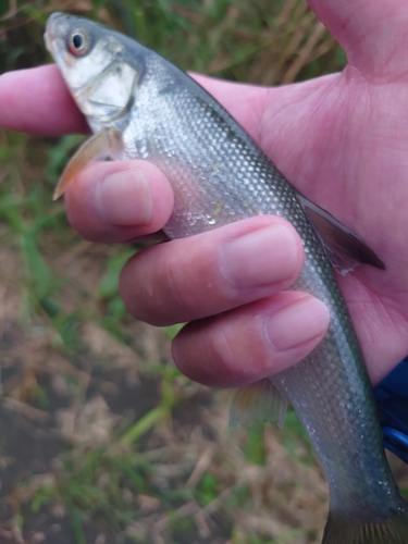 ウグイの釣果