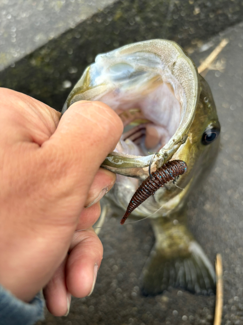 スモールマウスバス