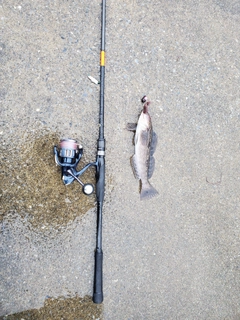 アイナメの釣果