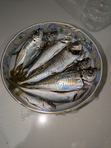 アジの釣果