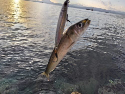 イワシの釣果