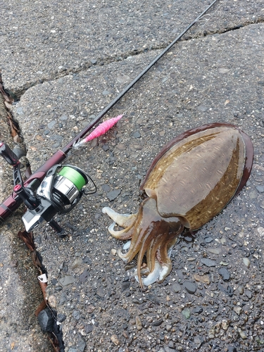 コウイカの釣果