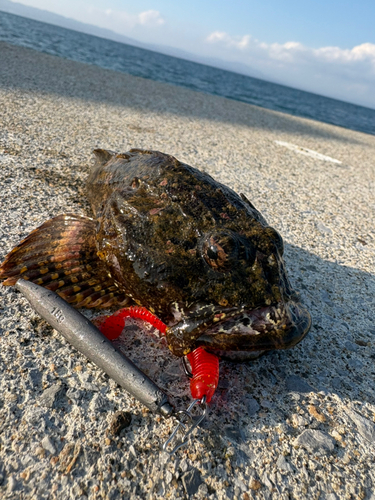 カジカの釣果