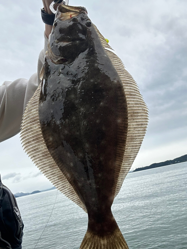 ヒラメの釣果