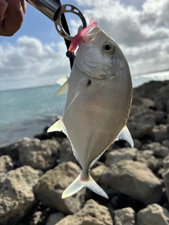 メッキの釣果